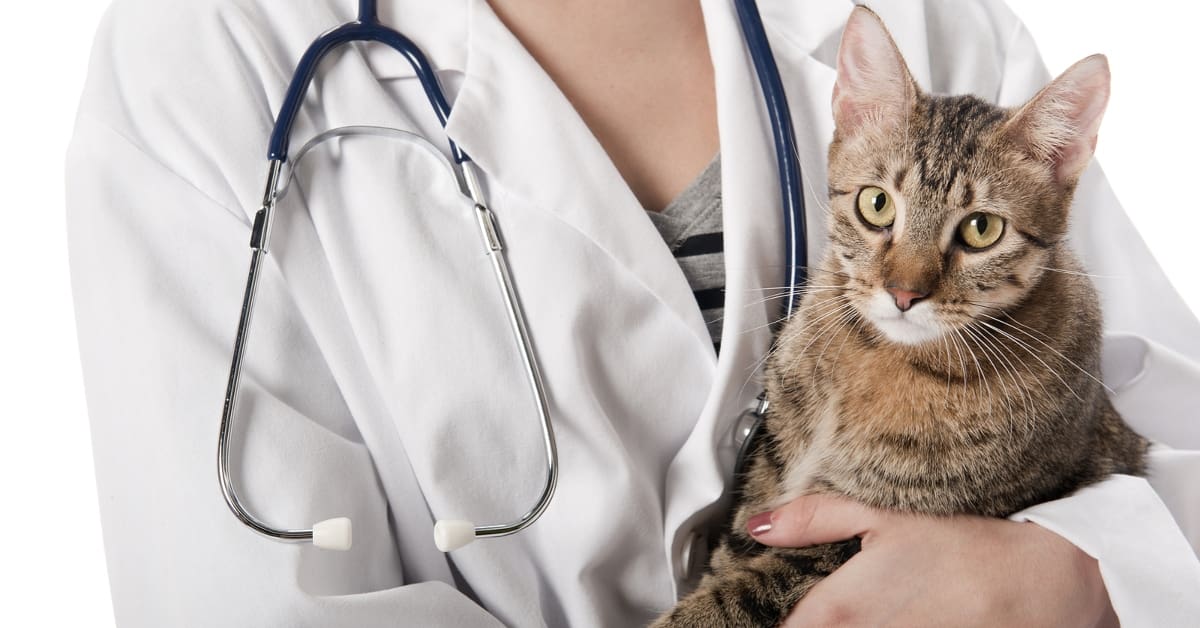 DVM Mortgage Loans for Veterinarians Compared